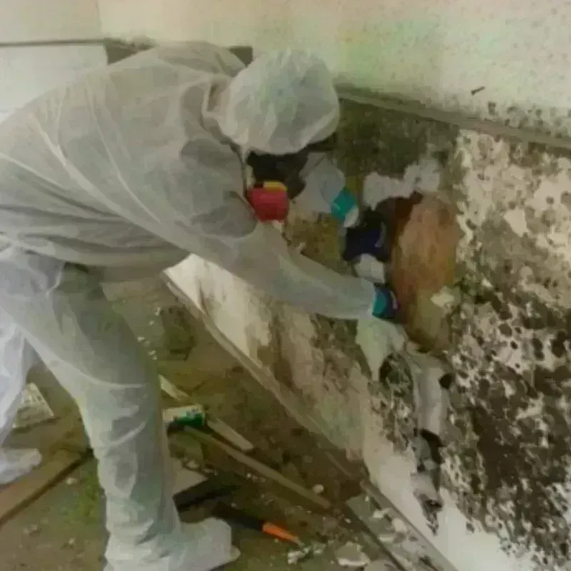 Mold Remediation and Removal in Spotsylvania Courthouse, VA